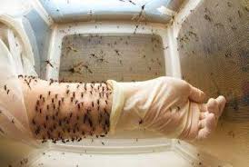 夏天蚊子超多怎麼辦?紅糖+洗衣服,整個夏天一隻蚊子都沒有! - 壹讀